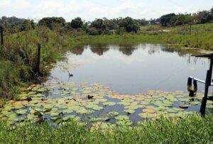 Assistência Técnica e Extensão Rural – Regeneração natural recupera áreas protegidas e valoriza a cafeicultura em Cacoal – Governo do Estado de Rondônia