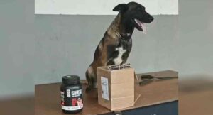 Cão farejador encontra haxixe escondido em pote de whey protein em Porto Velho