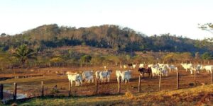 Agropecuária ocupa territórios próximos aos preservados na Amazônia