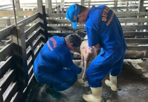 Defesa Sanitária – Com rebanho de 197 mil suínos, Rondônia reforça vigilância zoosanitária para ampliar mercados – Governo do Estado de Rondônia