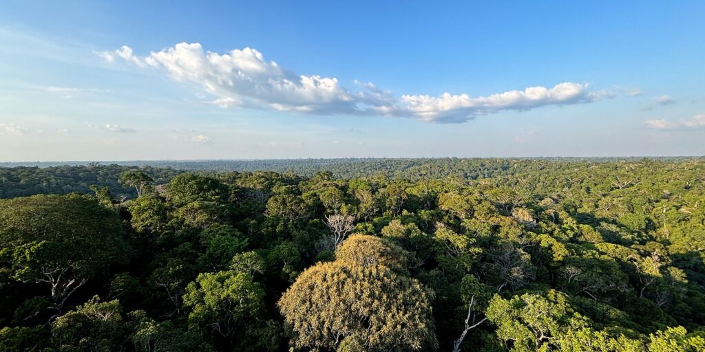Amazônia e Cerrado evitaram emissões equivalentes às do Japão