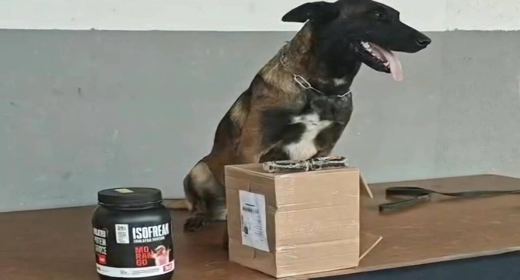 Operação conjunta apreende haxixe escondido em pote de suplemento em transportadora de Porto Velho