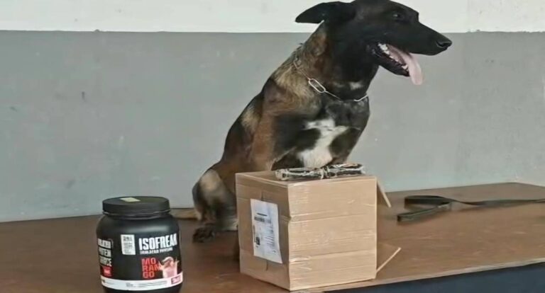 Operação conjunta apreende haxixe escondido em pote de suplemento em transportadora de Porto Velho