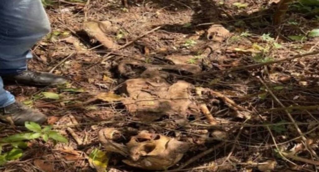 Ossada humana é localizada em área de mata na zona rural de Costa Marques
